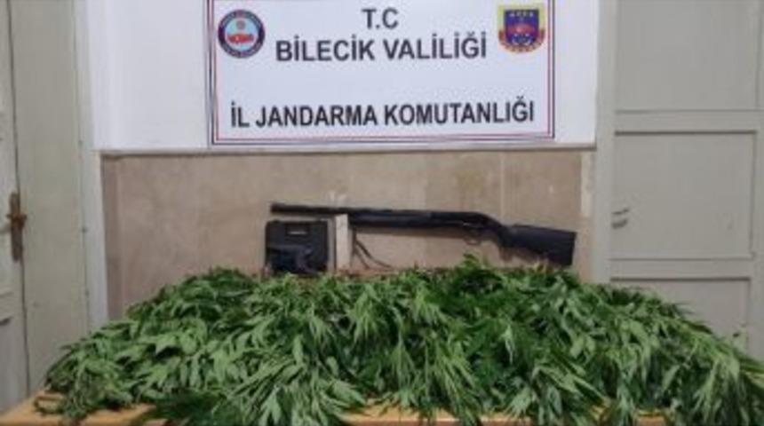 102 K&ouml;k Kenevir Bitkisi Ele Ge&ccedil;irildi