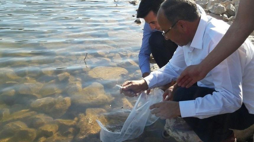 Denizli&rsquo;de 122 Bin Sazan Balık Su İle Buluşturuldu