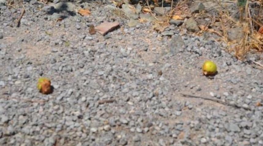 Esma'nın &Ouml;l&uuml;m Nedeni Kalp Damarlarındaki Balonlaşma