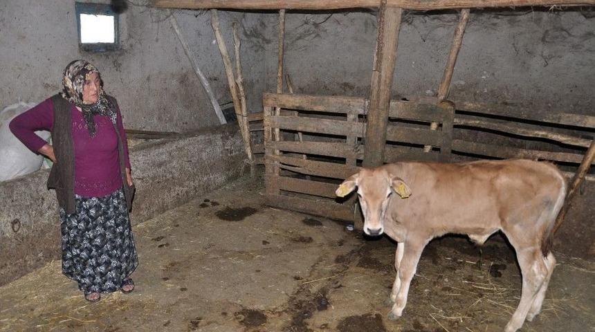 Yaşlı Kadının Tek Ge&ccedil;im Kaynağı Hayvanlarını &Ccedil;aldılar