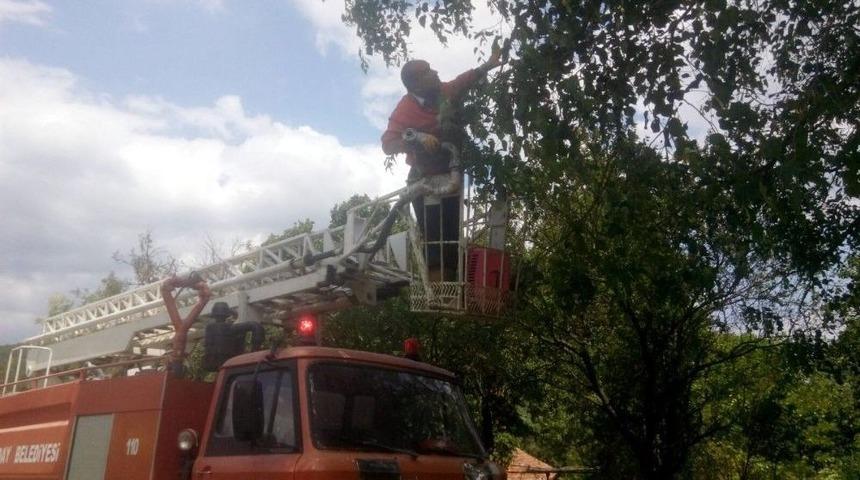 Kastamonu&rsquo;da Ağa&ccedil;ta Mahsur Kalan Kediyi İtfaiye Kurtardı