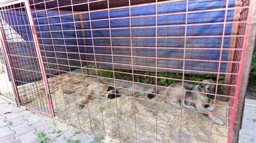 Sokak Hayvanları &Ccedil;iple Takip Altında Olacak