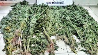 Polis 122 Kök Hint Keneviri Ele Geçirdi