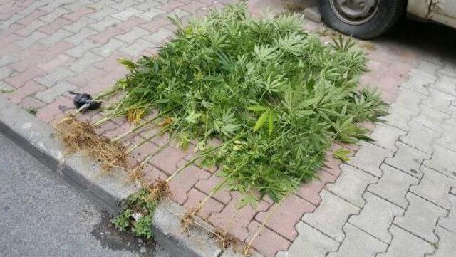Bayrampaşa'da Uyuşturucu Operasyonu: 3 Gözaltı