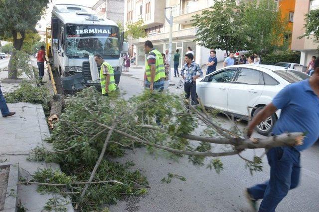 Freni Patlayan Minib&uuml;s Ağacı Yıktı 1