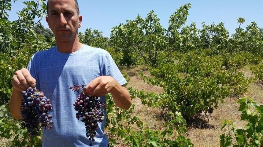 Bu Yıl Kara &Uuml;z&uuml;m&uuml; Zor Bulacağız