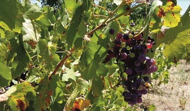 Bu Yıl Kara &Uuml;z&uuml;m&uuml; Zor Bulacağız 1