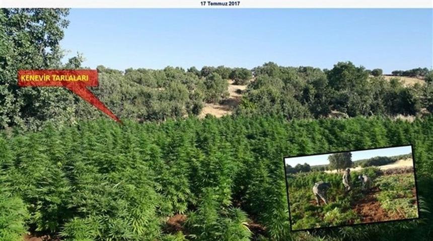 Diyarbakır&rsquo;da 15 Bin 920 K&ouml;k Kenevir Ele Ge&ccedil;irildi