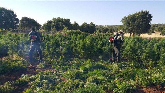 Diyarbakır’da 15 Bin 920 Kök Kenevir Ele Geçirildi