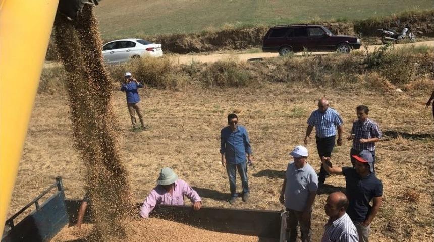 Kula&rsquo;da İlk Kez Bi&ccedil;erd&ouml;verle Nohut Hasadı Yapıldı