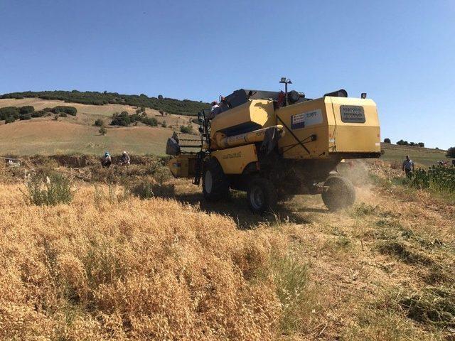 Kula&rsquo;da İlk Kez Bi&ccedil;erd&ouml;verle Nohut Hasadı Yapıldı 2