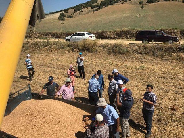 Kula&rsquo;da İlk Kez Bi&ccedil;erd&ouml;verle Nohut Hasadı Yapıldı 3