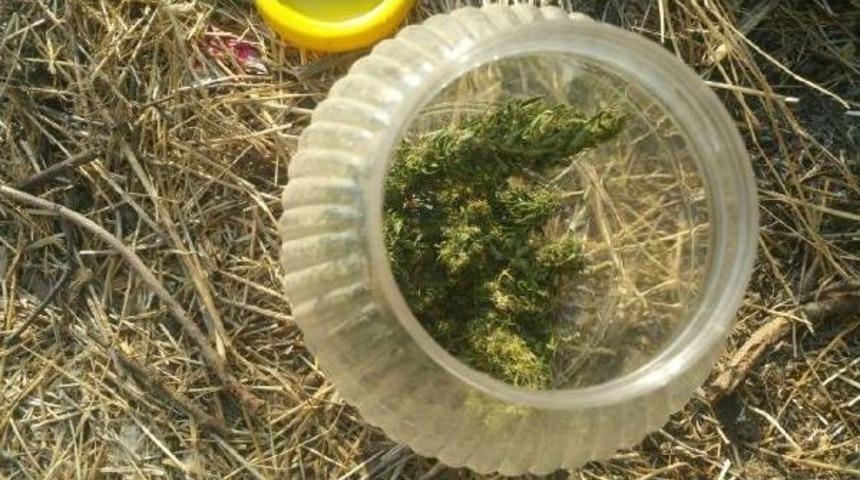 Evde 225 K&ouml;k Hintkeneviri Ve 100 Gram Esrar Bulundu