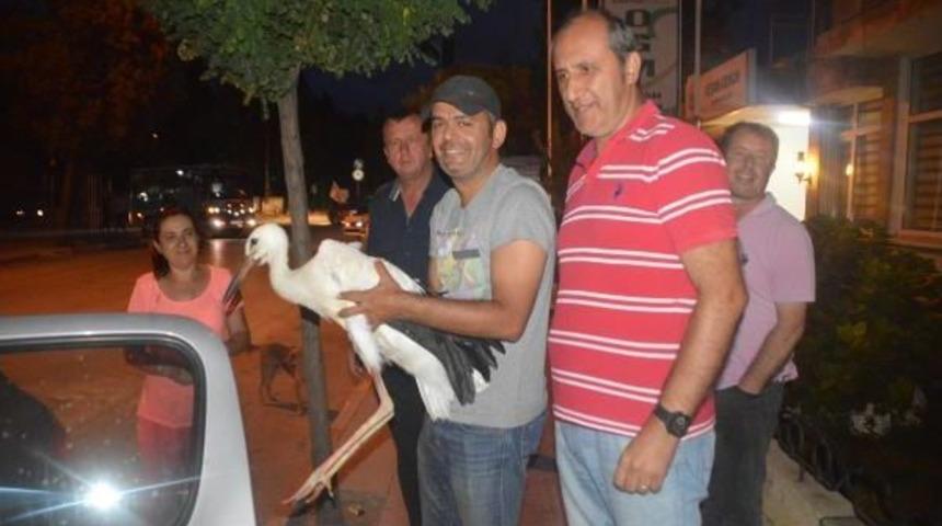 Yaralı Leylek Tedaviye Alındı