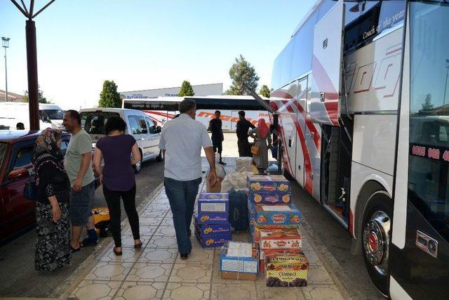 (özel Haber) Maşti’de Kayısı Yoğunluğu