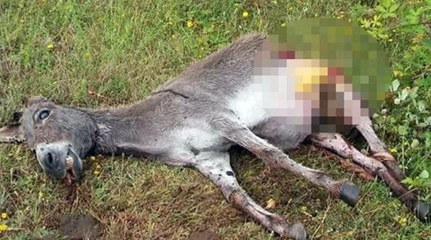 Samsun&rsquo;da Kurtlar Hayvanları Telef Etti