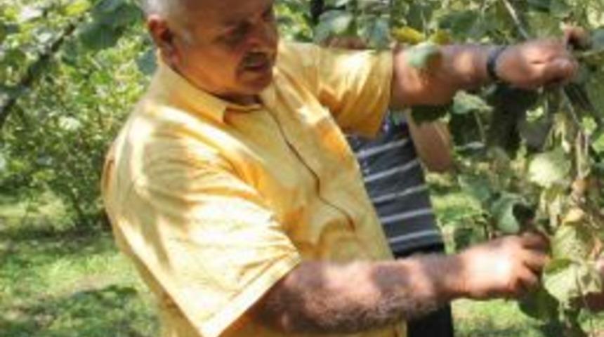 Fındıkta Rekolte Tartışması