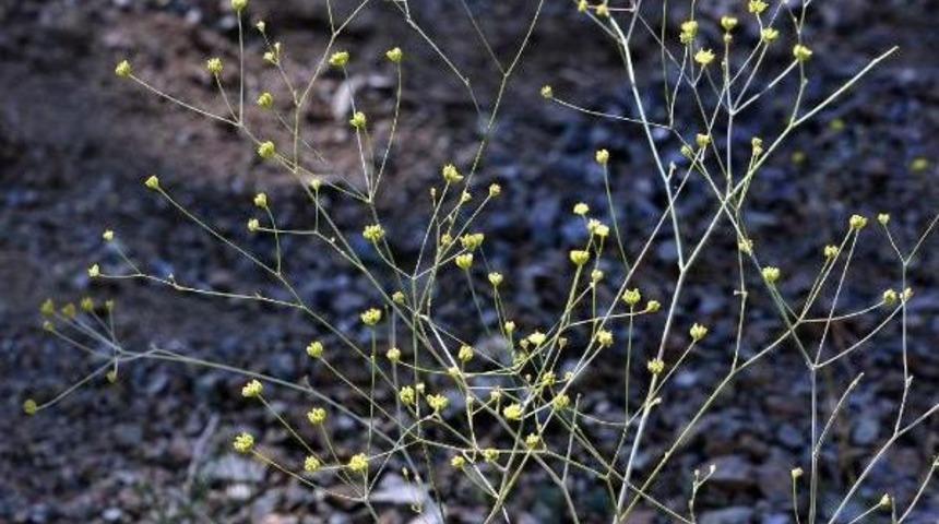Denizli'de Yeni Bir Endemik Bitki T&uuml;r&uuml; Keşfedildi