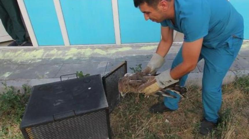 Tedavisi Tamamlanan Kartal Doğaya Bırakıldı
