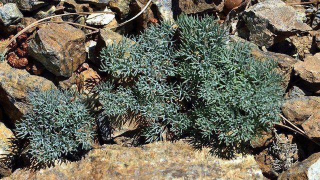 Denizli’de Yeni Bir Endemik Bitki Türü Keşfedildi