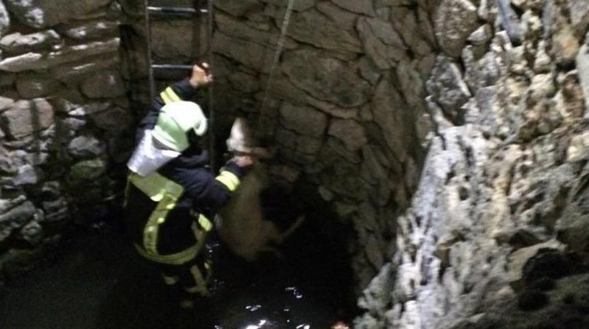 Denizli&rsquo;de Kuzu Kurtarma Operasyonu