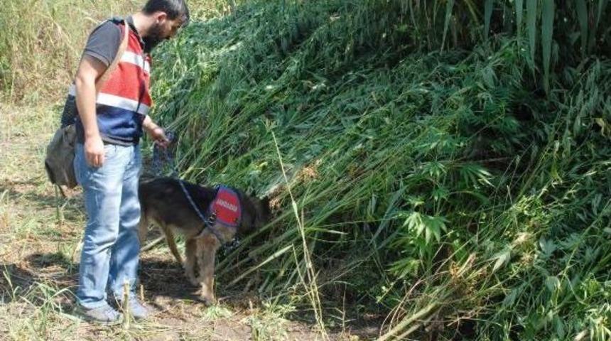 Kargılar I&ccedil;erisinde 600 Kilo Kubar Esrar Ele Ge&ccedil;irildi