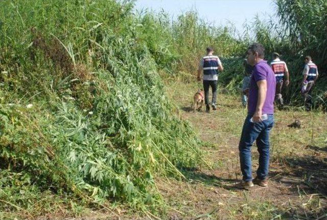 Kargılar I&ccedil;erisinde 600 Kilo Kubar Esrar Ele Ge&ccedil;irildi 1
