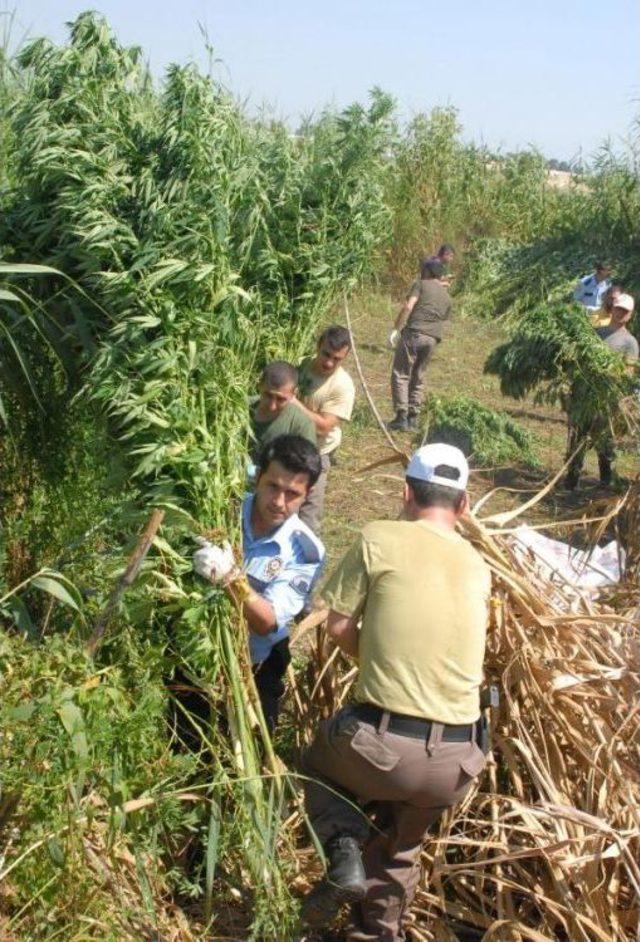 Kargılar I&ccedil;erisinde 600 Kilo Kubar Esrar Ele Ge&ccedil;irildi 3