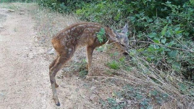 Doğaseverler Yaralı Karaca Yavrusunu Tedavi Ettirdi