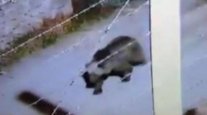 Belediyeden 'ayı' Uyarısı