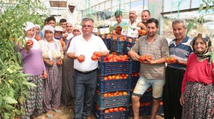 Domates &Uuml;reticilerinden Canan Karatay'a Tepki