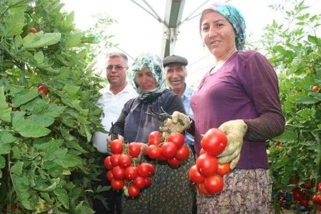 Domates Üreticilerinden Canan Karatay'a Tepki