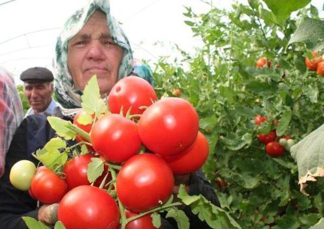 Domates Üreticilerinden Canan Karatay'a Tepki