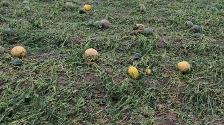 Mustafakemalpaşa Ve Karacabey Ovasını Dolu Ve Sel Vurdu