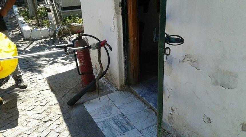 Ayvalık Kabristanda Yılan Paniği