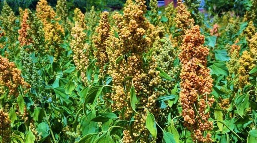 &Uuml;reticinin Yeni G&ouml;zdesi "kinoa" Samsun&rsquo;da