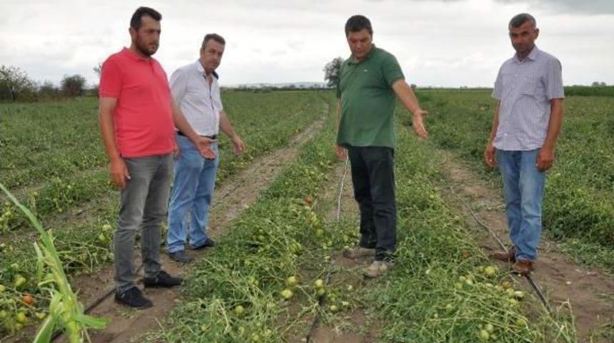 Karacabey'de Dolu Ve Sağanak Ekili Alanlara Zarar Verdi