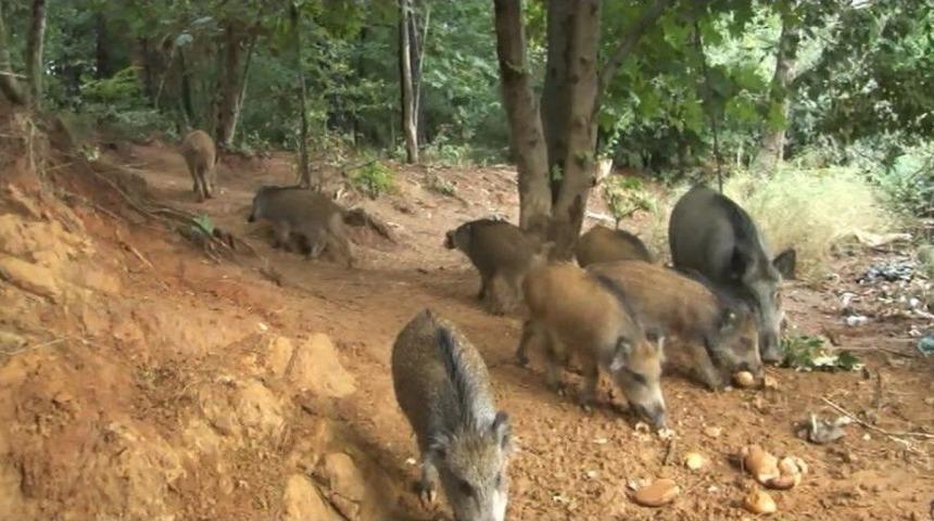 Aç Kalan Domuzlar Şehre İndi