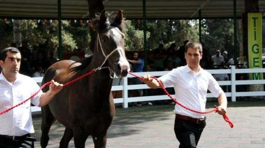 Karacabey'de 185 Bin Liraya Tay Satıldı