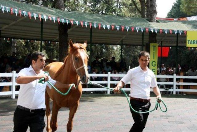 Karacabey'de 185 Bin Liraya Tay Satıldı