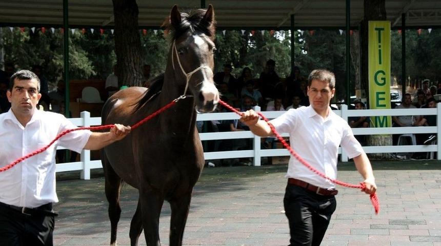 Yarış Tayları Ev Fiyatına Alıcı Buldu