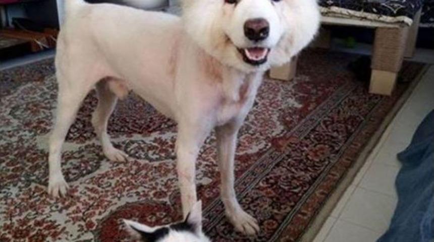 Vurulup, Barınağa Terkedilen K&ouml;pek, Sahiplendirildi