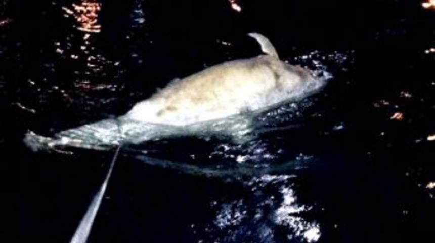 Mudanya&rsquo;da İkinci &Ouml;l&uuml; Yunus Vakası