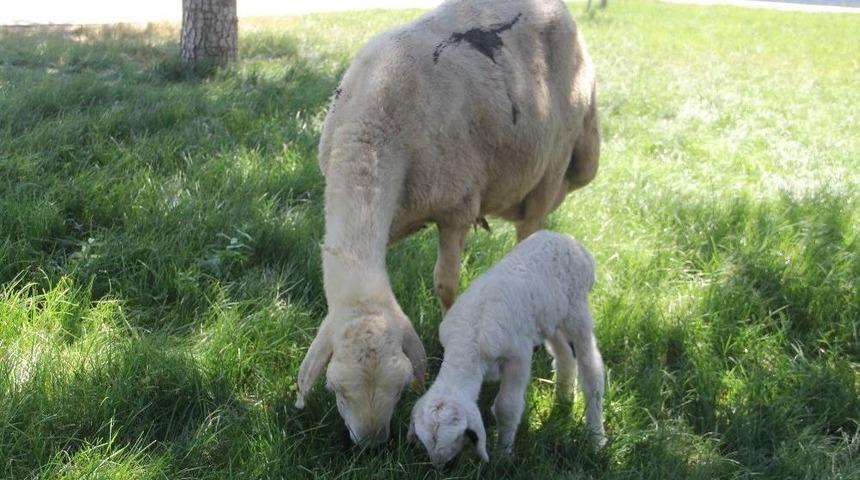 &Ccedil;orum&rsquo;da Yetiştiricilere 100 Adet Damızlık Ko&ccedil; Dağıtıldı