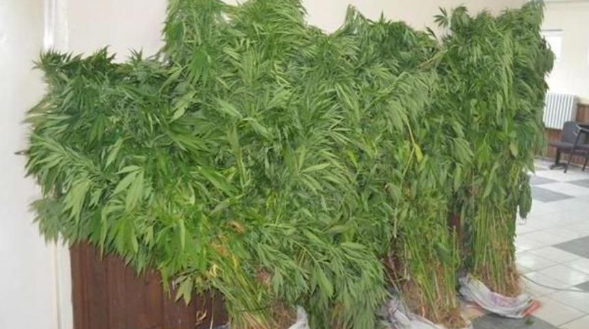 Uşak'ta 424 K&ouml;k Hint Keneviri Ele Ge&ccedil;irildi