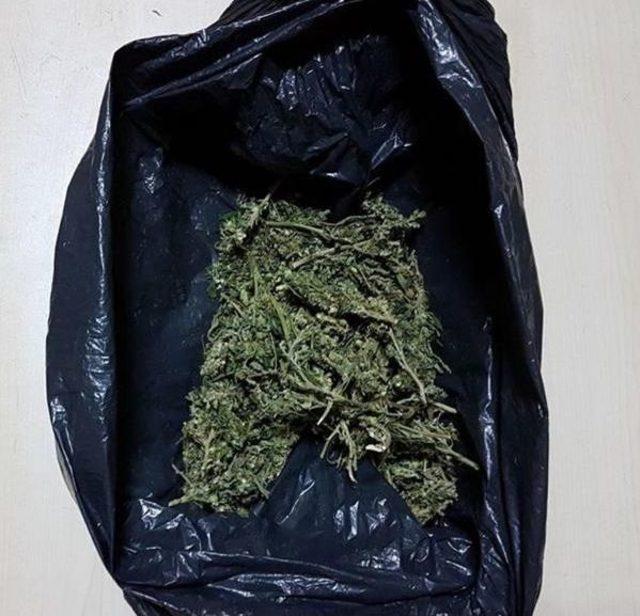 Uşak ta 424 K&ouml;k Hint Keneviri Ele Ge&ccedil;irildi 1