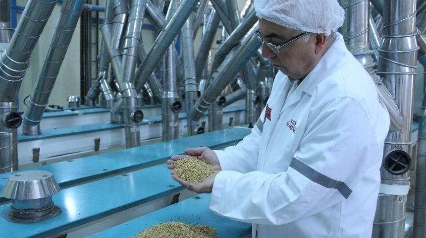 (&ouml;zel Haber) T&uuml;rkiye, Makarnalık Durum Buğdayı &Uuml;retiminde D&uuml;nyanın D&ouml;rd&uuml;nc&uuml; B&uuml;y&uuml;k &Uuml;lkesi