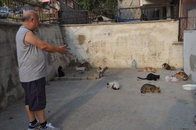 Hayvansever Emekli, Maaşıyla Sokak Kedilerini Besliyor 1