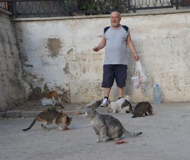 Hayvansever Emekli, Maaşıyla Sokak Kedilerini Besliyor 3