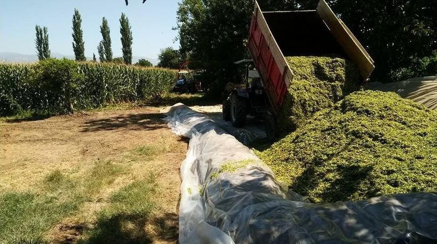 Aydın&rsquo;da Silaj Telaşı Başladı